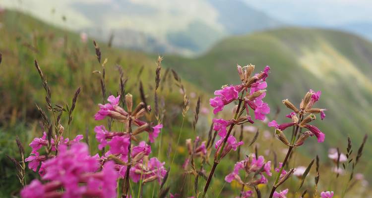 Nahaufnahme von rosa Wildblumen mit grünen Hügeln im Hintergrund.