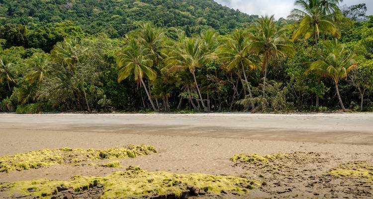 Cape Tribulation y Cooktown Wanderer - 3 días - AAT Kings 2