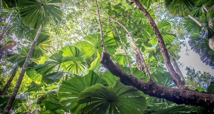 Cape Tribulation y Cooktown Wanderer - 3 días - AAT Kings 3