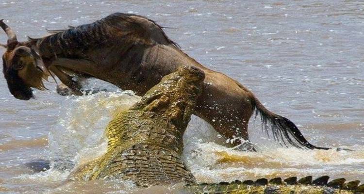 3 Day Masai Mara Luxury Private Safari - Smile view Kenya tours and travel 2