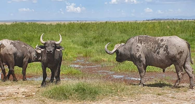 3 Day Masai Mara Luxury Private Safari - Smile view Kenya tours and travel 7