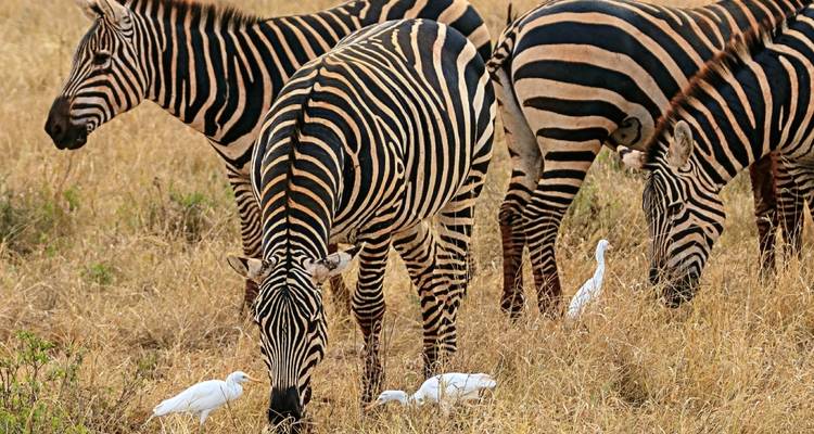 3 Day Masai Mara Luxury Private Safari - Smile view Kenya tours and travel 8
