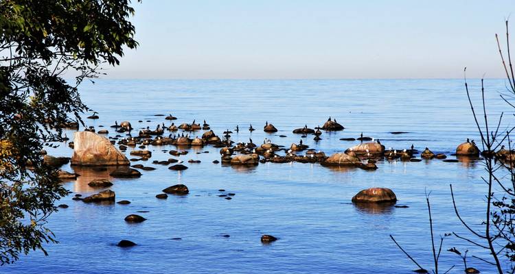 Birds resting on rocks in a calm sea setting.