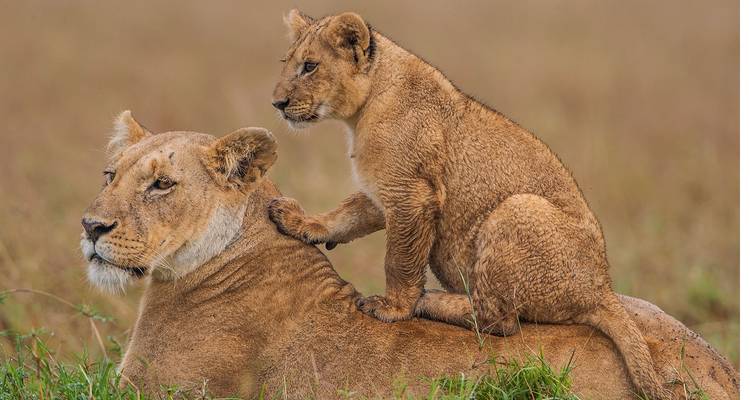 Safari por carretera de gama media de 8 días en Kenia y Tanzania - CKC Tours & Travel 1