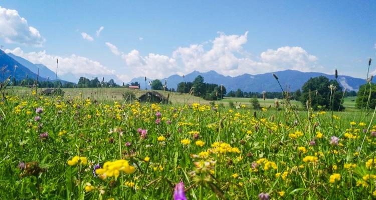 Kleurrijke wilde bloemenweide met blauwe lucht en verre heuvels