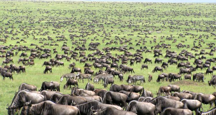 Safari fotográfico de 5 días en Masai Mara - Gracepatt Ecotours Kenya 2