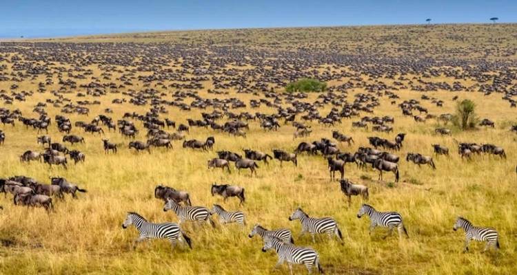 Safari fotográfico de 5 días en Masai Mara - Gracepatt Ecotours Kenya 3