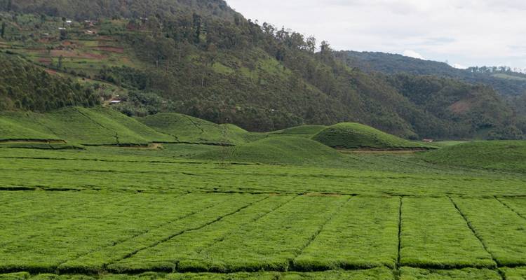 Ruta de senderismo de 7 días por Ruanda (Privada) - New Horizon Africa Safaris 1