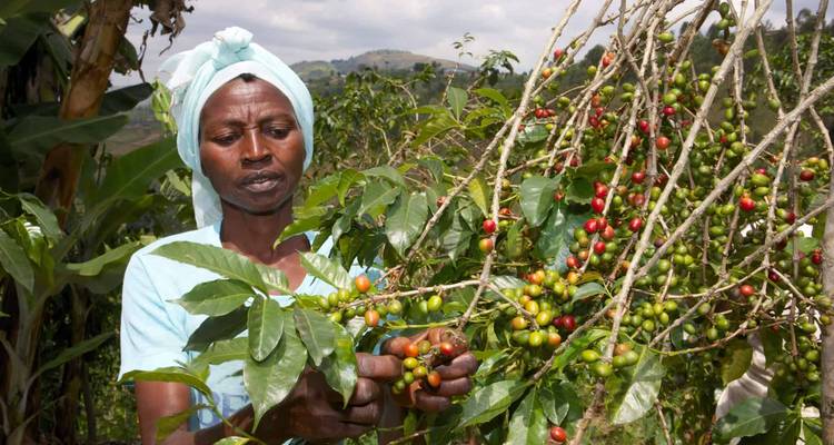 Ruta de senderismo de 7 días por Ruanda (Privada) - New Horizon Africa Safaris 2
