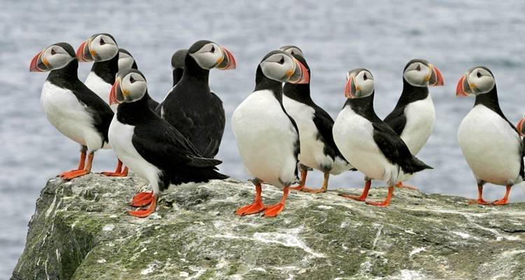 South Iceland Summer Explorer - 6 days - On The Go Tours 8