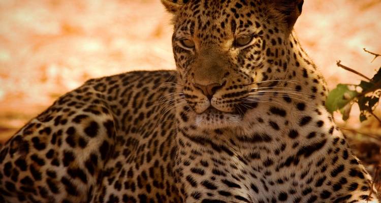 Safari in South Africa - 8 days - On The Go Tours 4