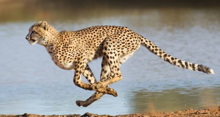 Safari in South Africa - 8 days - On The Go Tours 10