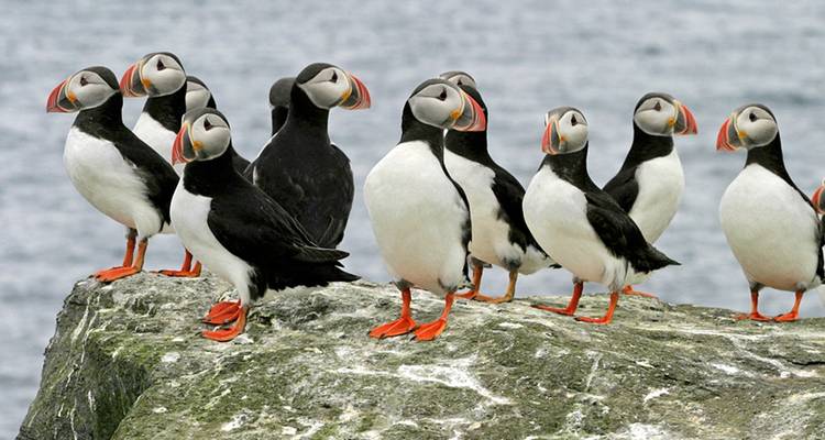 Papageitaucher auf einem Felsvorsprung am Meer.