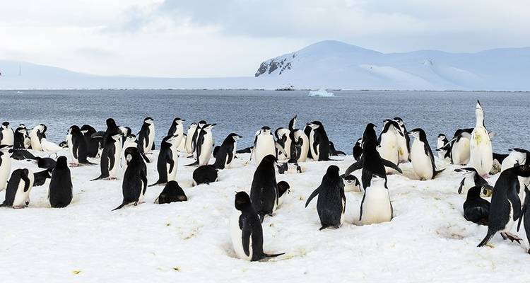 Le meilleur de l'Antarctique : La nature vierge - Intrepid Travel 9