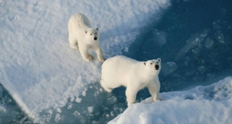 Expédition en Arctique et safari ours polaire - Poseidon Expeditions 4