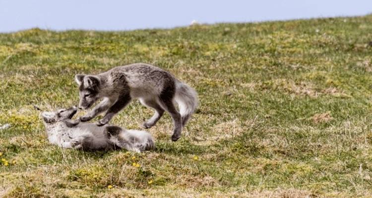 Expédition en Arctique et safari ours polaire - Poseidon Expeditions 10