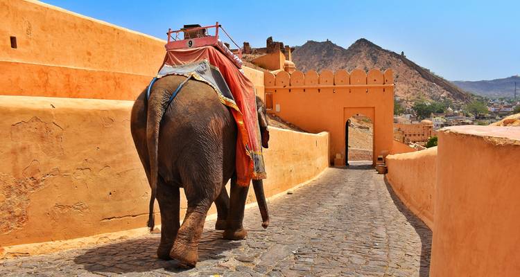 Een olifant die een pad oploopt bij een fort in Jaipur.