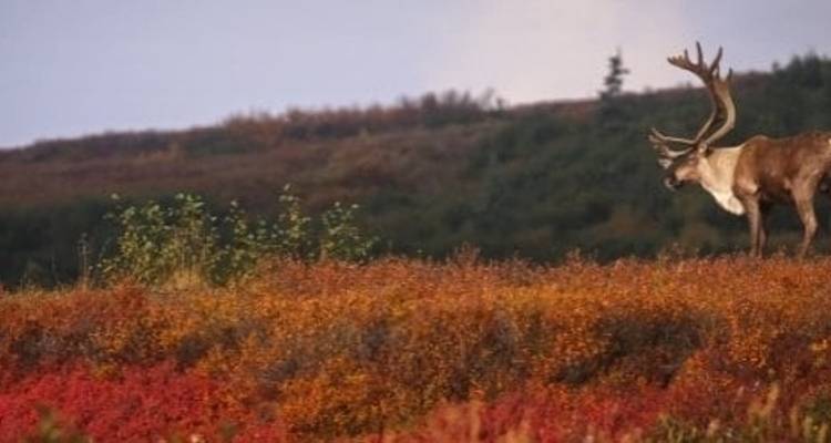 Kenai Fjords & Denali Adventure - Active Adventures 2