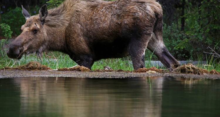 Kenai Fjords & Denali Adventure - Active Adventures 8