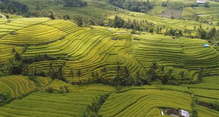 Bali 10 días: circuito por colinas ocultas, cascadas, templos y arrozales en terrazas - Diwira Wisata Indonesia 4