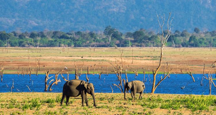 Des éléphants qui broutent près d'un lac dans un cadre de parc naturel luxuriant.