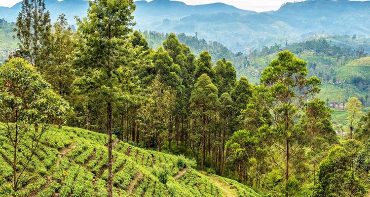 Collines verdoyantes avec des rangées de théiers et montagnes brumeuses.