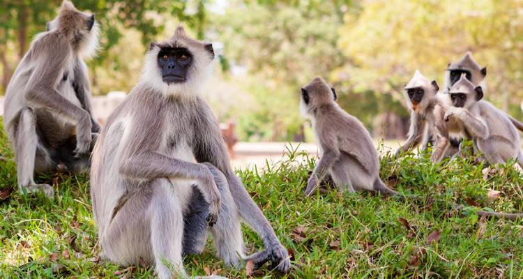 Groupe de langurs dans un cadre de parc naturel.