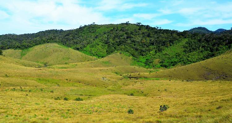 Une végétation luxuriante avec des collines ondulantes dans un paysage serein.