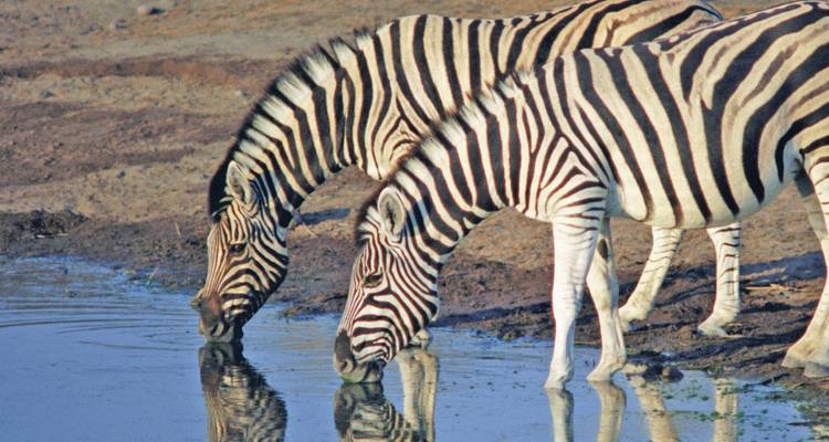 Safari et plage en Tanzanie - 14 jours - On The Go Tours 7
