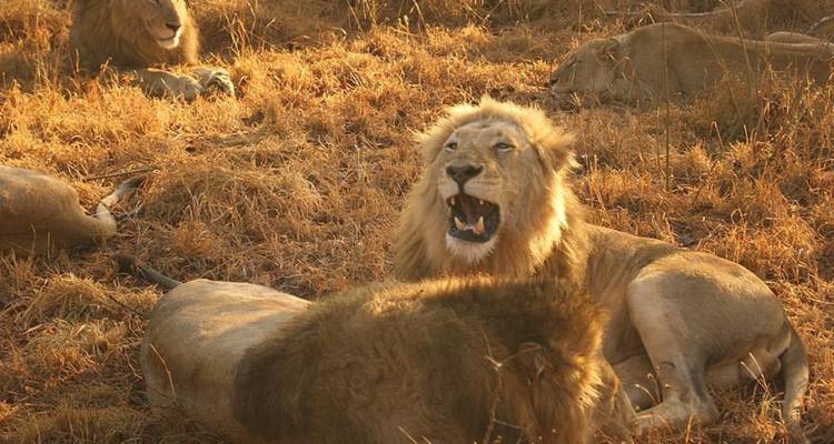 Groupe de lions se reposant et un rugissant sur un champ d'herbe sèche.