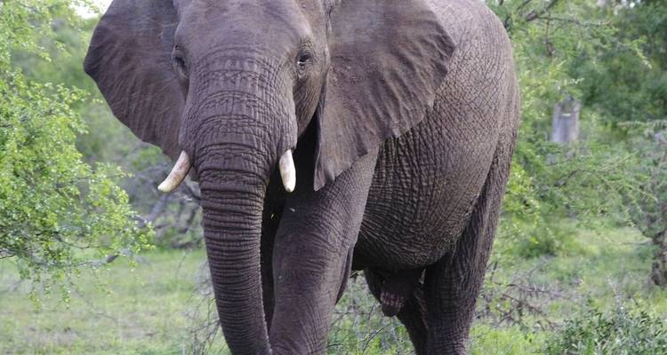 Éléphant debout dans un cadre verdoyant luxuriant.