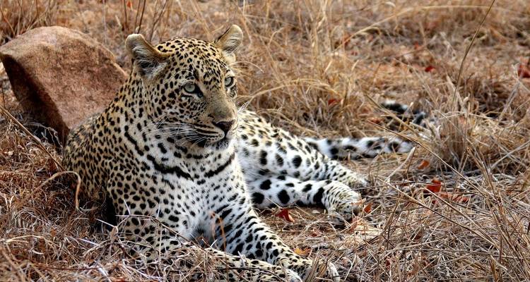 Léopard se reposant sur l'herbe sèche.