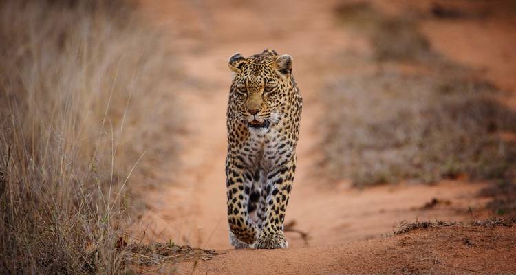 Léopard marchant sur un sentier de terre dans un environnement de savane.