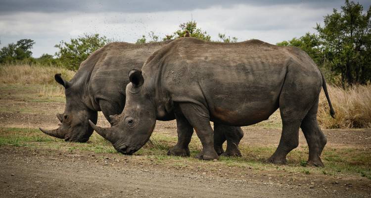 Experiencia en la reserva de Caza Thula Thula 3 días / 2 noches - Across Africa Tours & Travel 3