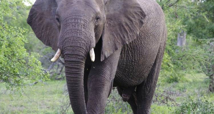 Safari por el sur 18 días /17 noches - Across Africa Tours & Travel 7