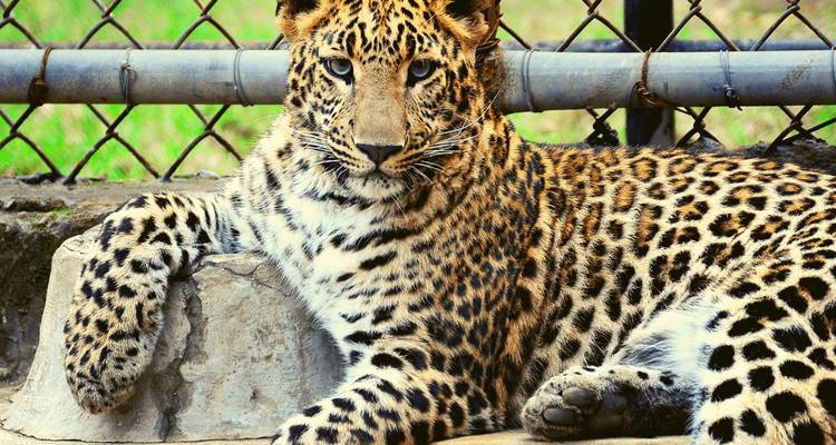Excursión al Triángulo de Oro con Safari en Leopardo y Amanecer/Puesta de Sol en el Taj Mahal - Joyful Holidays 1