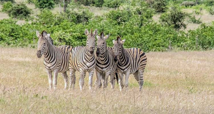 Safari express dans la réserve de Sabi Sands 5 jours/ 4 nuits - Confort - Across Africa Tours & Travel 2