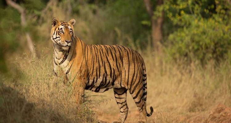 Incredible Rajasthan Tour - Holidays At 6