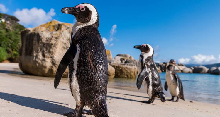 Le Cap et la Route des jardins - Premium Adventure - Exodus Adventure Travels 6