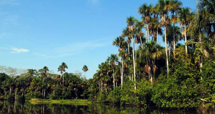 Weelderig regenwoud met hoge palmbomen die in het water reflecteren.
