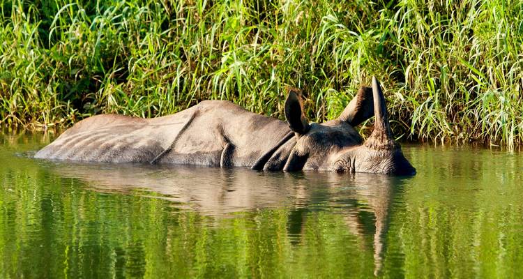 Nashorn teilweise unter Wasser getaucht, umgeben von üppigem Grün.
