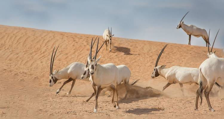 Jordan Wildlife &  Nature - 12 days - On The Go Tours 2