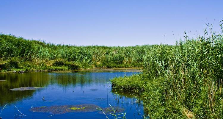 Kleiner ruhiger Sumpfteich, umgeben von hohen Schilfroehren unter klarem blauem Himmel