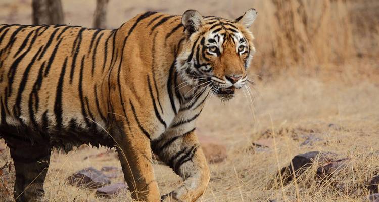 Aventure familiale en Inde du Nord - 10 jours - On The Go Tours 7