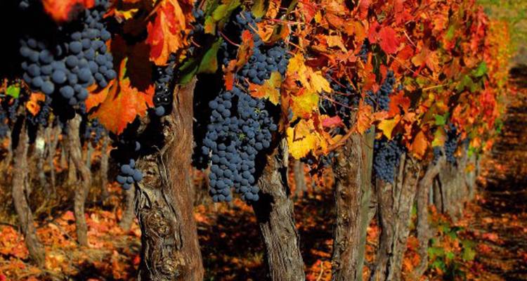 Chile and the Lake District - 14 days - On The Go Tours 4