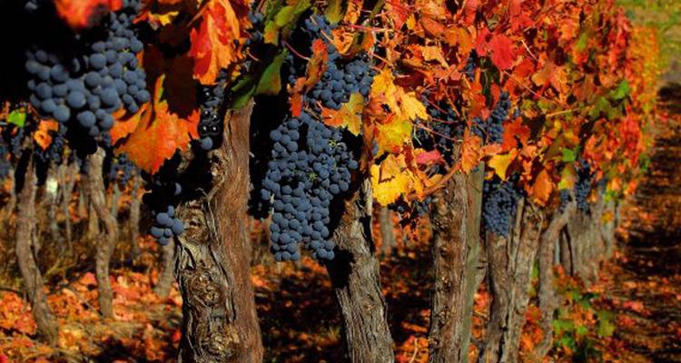 Filas de viñas cargadas de uvas oscuras rodeadas de hojas de otoño coloridas en un viñedo.