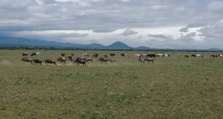 Safari migratorio de seis días por el norte de Tanzania - Almighty Kilimanjaro 1