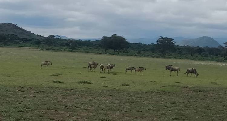 Safari migratorio de seis días por el norte de Tanzania - Almighty Kilimanjaro 3