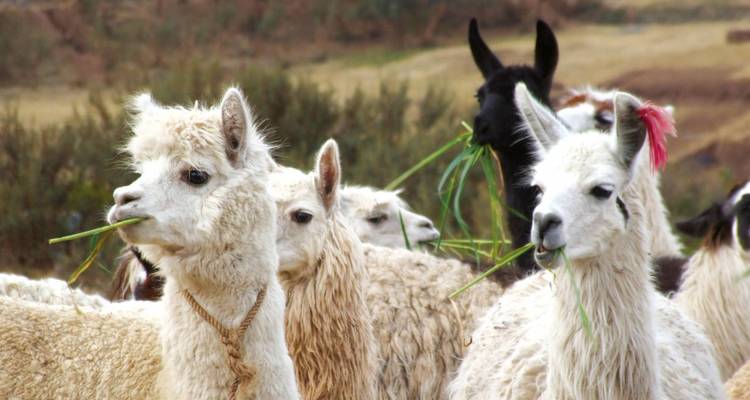 Luxury Peru & Andean Explorer - 12 days - On The Go Tours 4