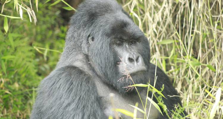 Safari de 3 días de por vida para rastrear gorilas en Uganda - Kenlink Tours And Travel 1